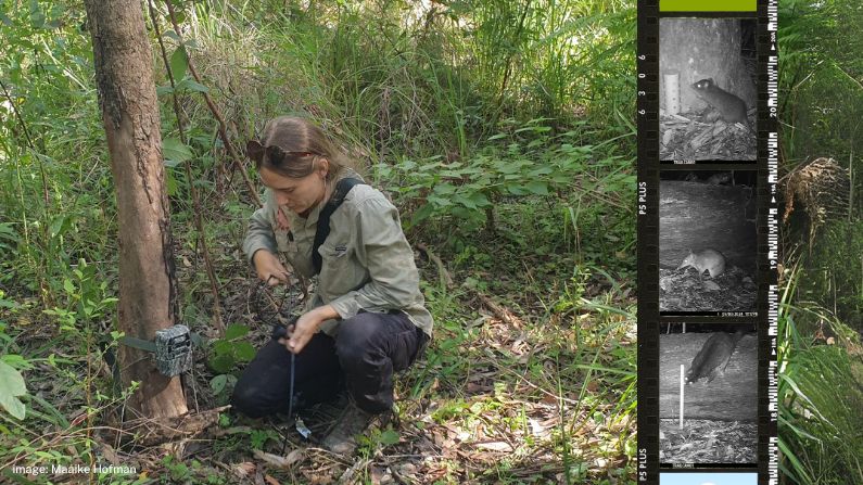 Quoll seeking in South East Queensland continues