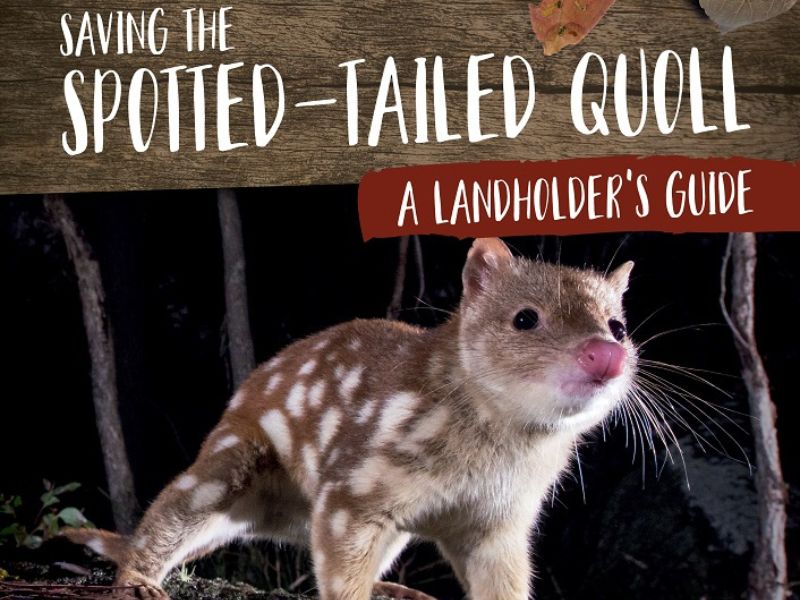 Saving the Spotted-tailed Quoll 