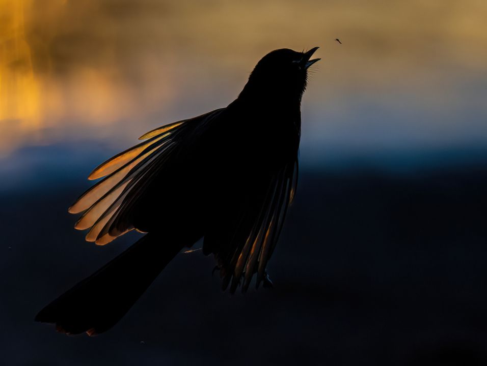 Willie wagtail