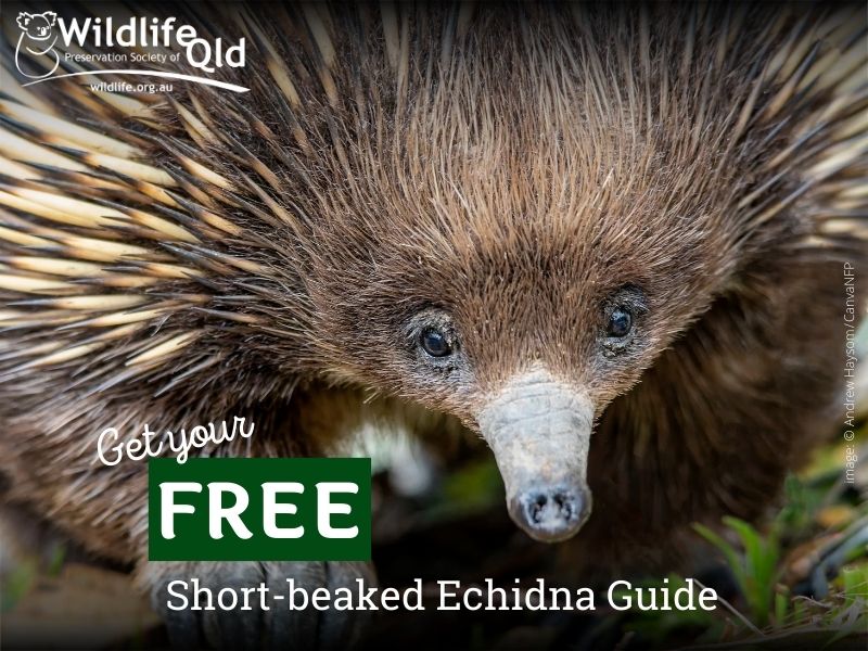 Short-beaked Echidna Guide