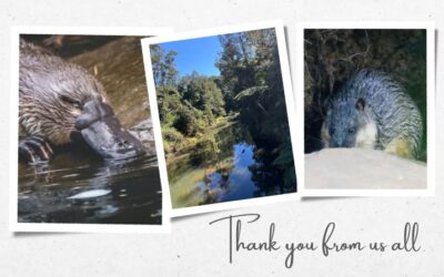 A heartfelt thanks: Our EOFY 2024 appeal raises over $89,000 to save Queensland’s freshwater wildlife! 