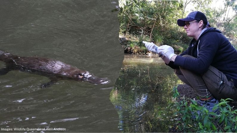 PlatypusWatch news: The perilous future of Queensland’s platypus 