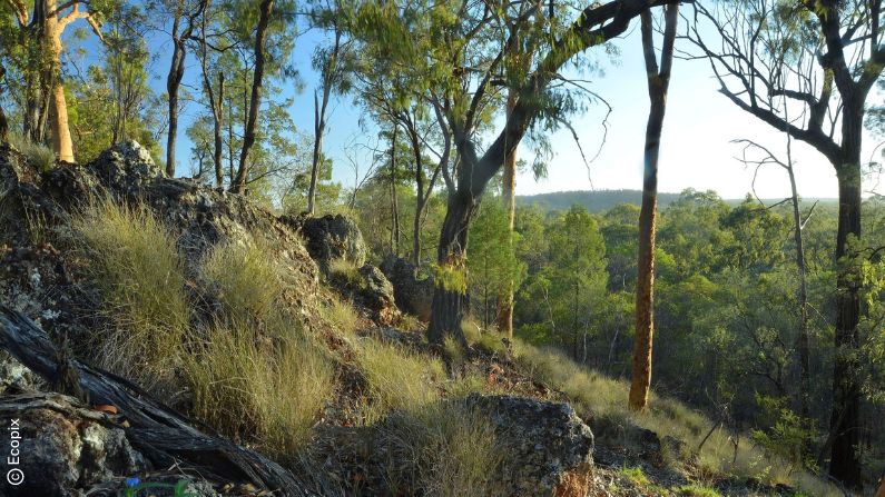 Wildlife Queensland meets with Minister Linard: A promising dialogue on environmental issues