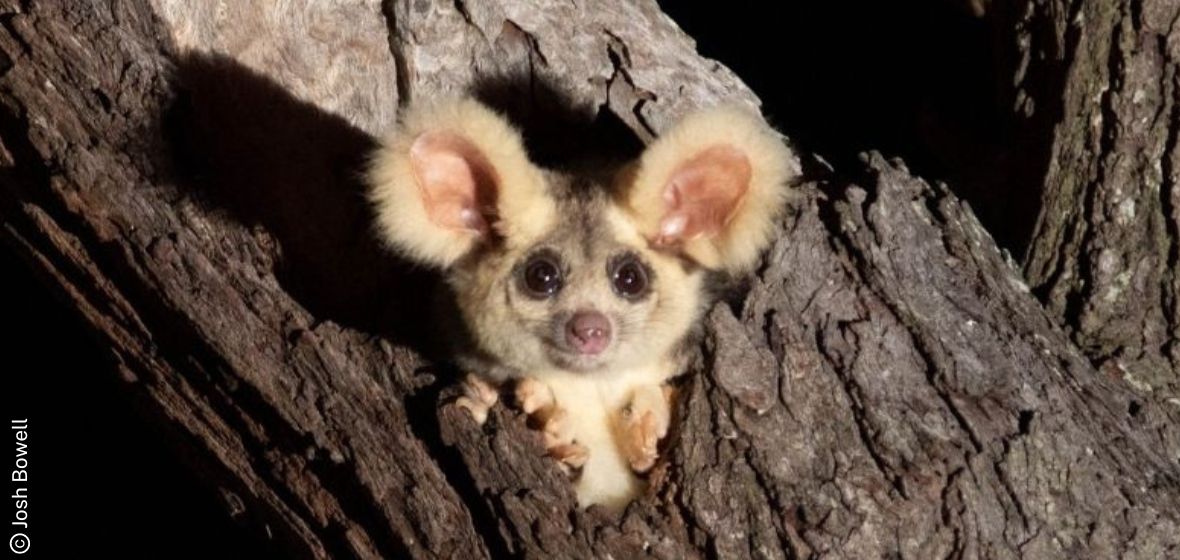 Greater glider