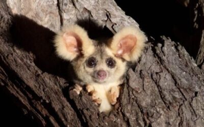 Wildlife Queensland and advocates urge immediate protection for greater glider habitat amid logging concerns