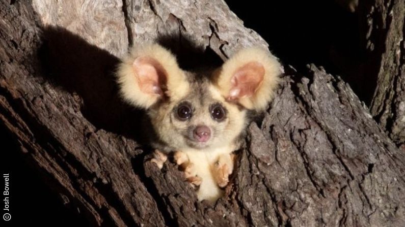 Wildlife Queensland and advocates urge immediate protection for greater glider habitat amid logging concerns