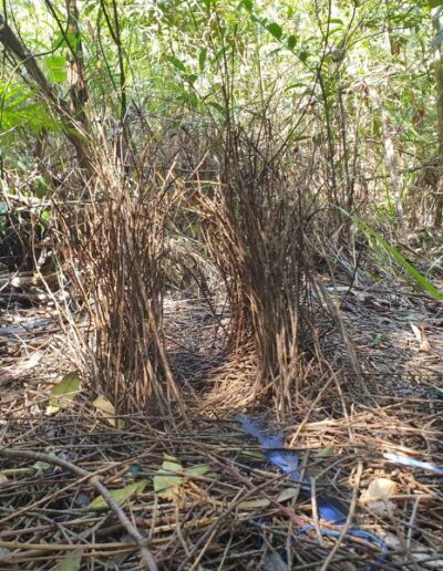 Bowerbird bower