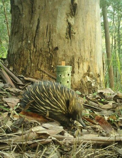 Short-beaked echidna