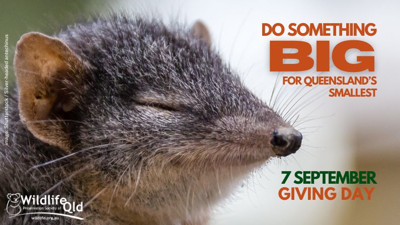 Do Something Big for Queensland’s Smallest this National Threatened Species Day