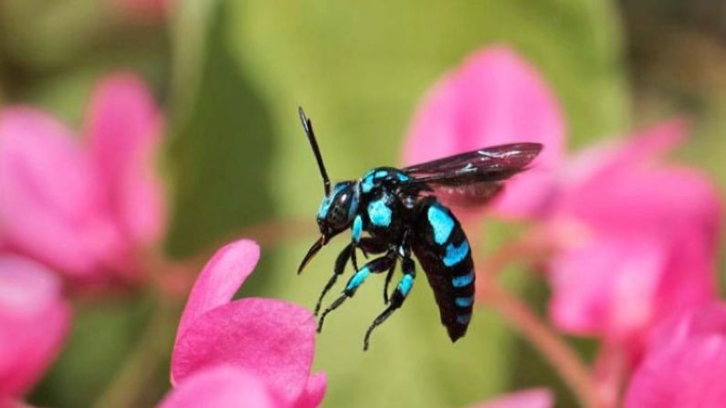 blue-banded-bee