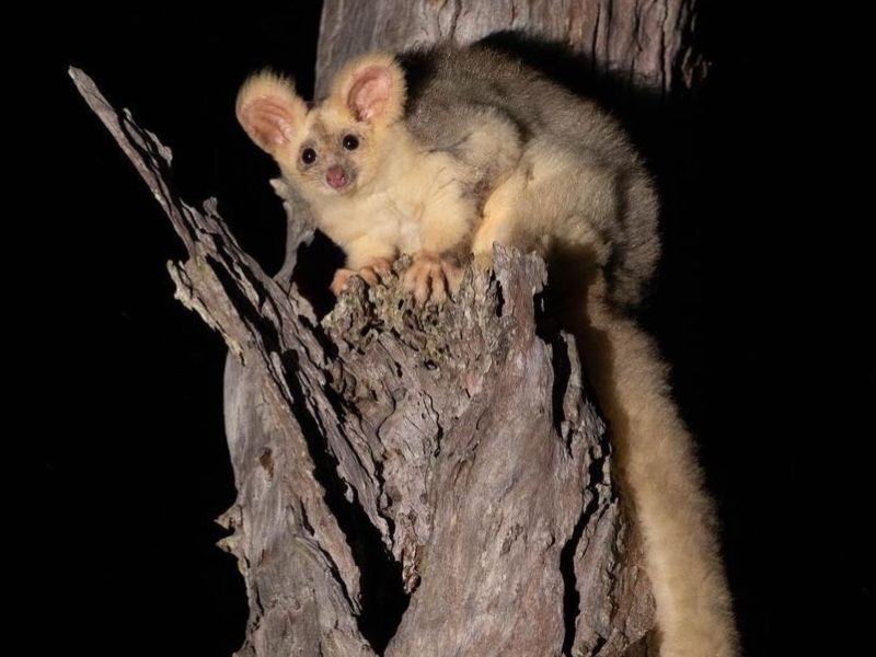 Greater glider