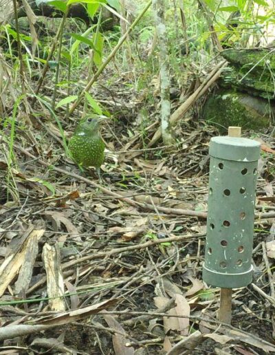 Green catbird