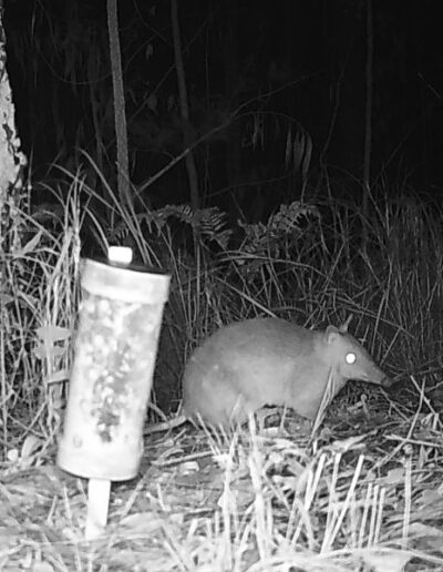 Long-nosed bandicoot