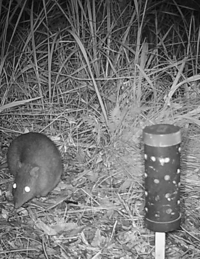 Long-nosed potaroo