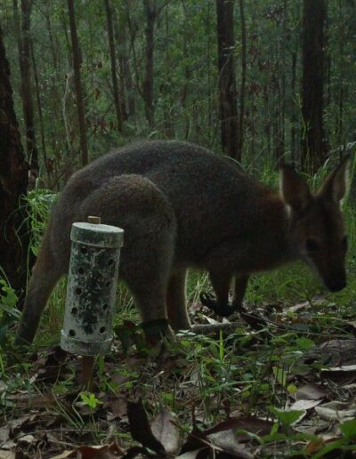 Red-necked wallaby