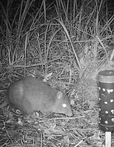 Rufus bettong