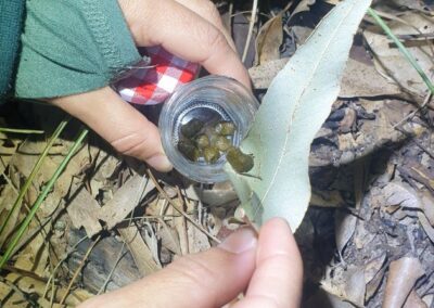 Conservation Dogs for Detecting Greater Gliders in Logan