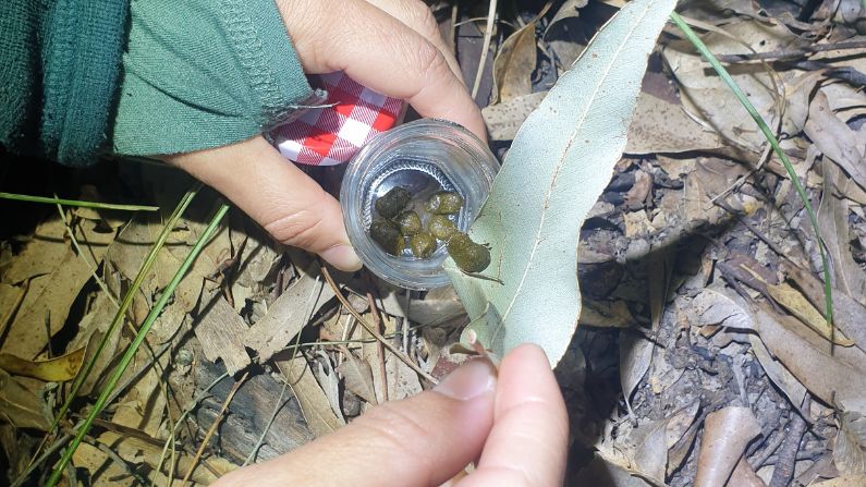 Greater glider scat sample