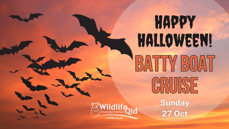 Batty Boat Cruise 2024