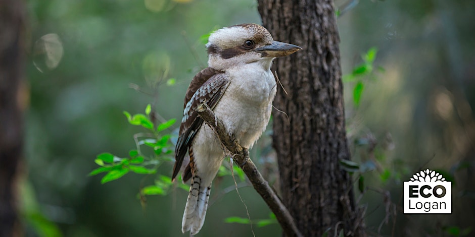 Wildlife-friendly backyards