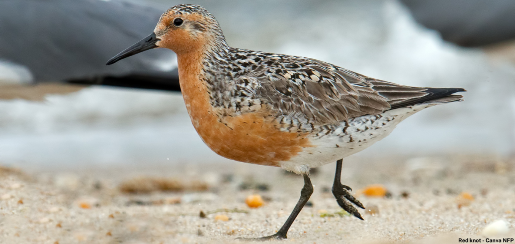 Red Knot