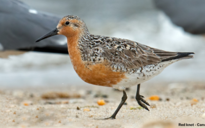 The looming threat of H5N1 bird flu: How we can protect Queensland’s wildlife