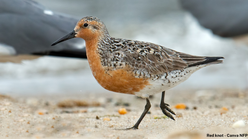 The looming threat of H5N1 bird flu: How we can protect Queensland’s wildlife