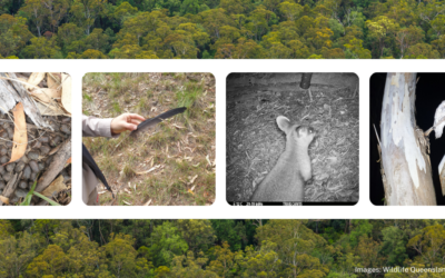 Quoll surveys and post-bushfire recovery in Queensland National Parks