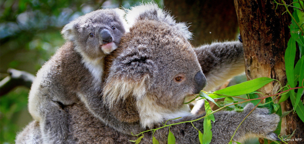 Koala and joey