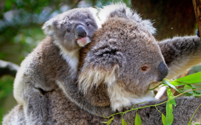 Wildlife Protectors impact Wildlife Queensland’s goals