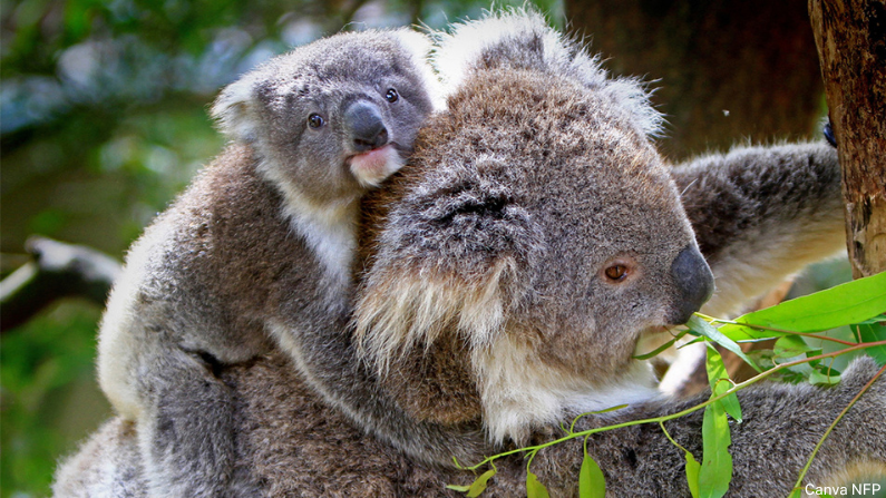 Wildlife Protectors impact Wildlife Queensland’s goals