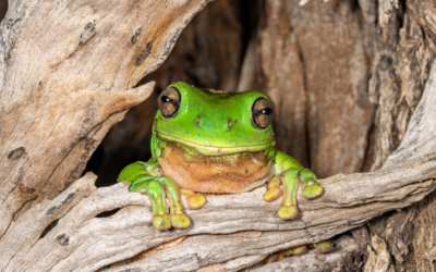 Wildlife Queensland launches initiative to protect threatened tree hollows