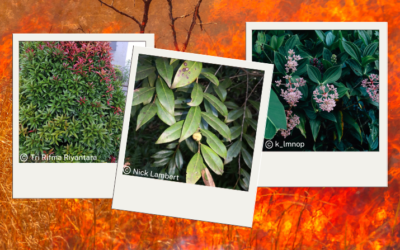 Protect your home and wildlife: Top fire-resistant native plants for Queensland backyards