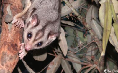 The glider Queensland cannot afford to forget